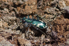 Cicindela willistoni