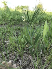 Lathyrus pannonicus collinus