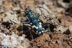 Cicindela willistoni