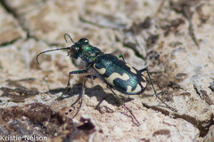 Cicindela willistoni