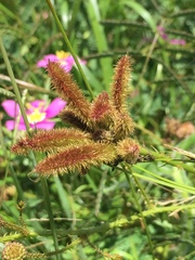 Mimosa hystricina