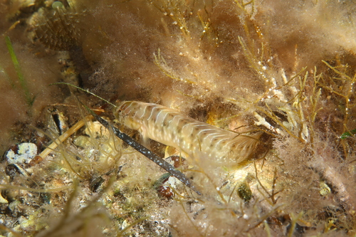 Horozbina balığı