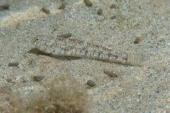 Tortonese's Goby photo 2