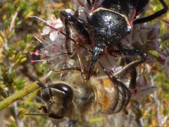 Apiomerus californicus
