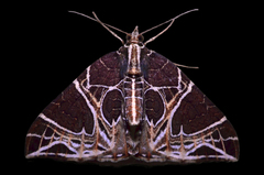 Ecliptopera rectilinea