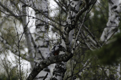 Dendrocopos major brevirostris