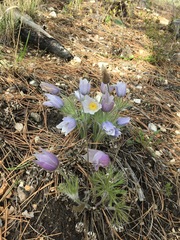 Pulsatilla nuttalliana