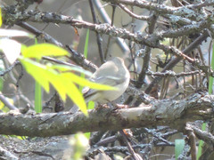 Phylloscopus humei