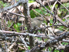 Phylloscopus humei