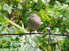 Phylloscopus humei