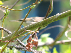 Phylloscopus humei