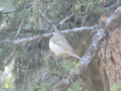 Phylloscopus humei