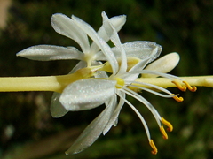 Chlorophytum capense