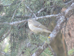 Phylloscopus humei