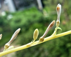Chlorophytum capense