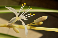 Chlorophytum capense