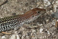 Giant Spotted Whiptail photo 2