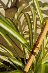 Chlorophytum capense