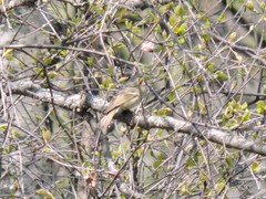 Phylloscopus humei