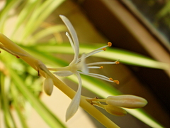 Chlorophytum capense