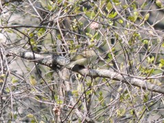 Phylloscopus humei