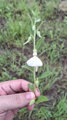 Pombalia calceolaria