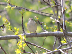 Phylloscopus humei