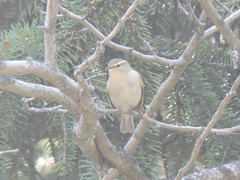 Phylloscopus humei