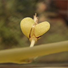 Chlorophytum capense