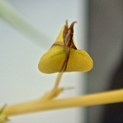Chlorophytum capense