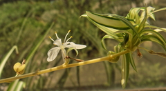 Chlorophytum capense