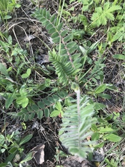Astragalus dasyanthus