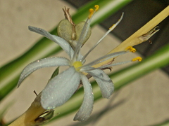 Chlorophytum capense