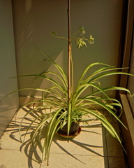 Chlorophytum capense