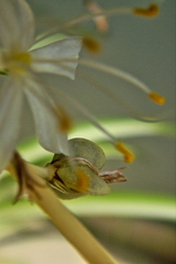 Chlorophytum capense