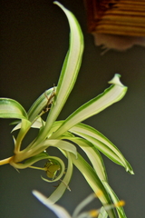 Chlorophytum capense