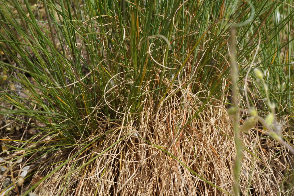 Festuca rupicola; photograph (c) Patrick Hacker, some rights reserved (CC BY)