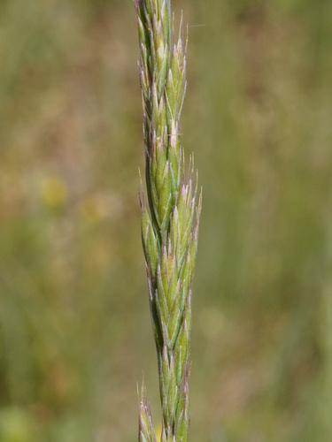 Festuca rupicola, photograph 6