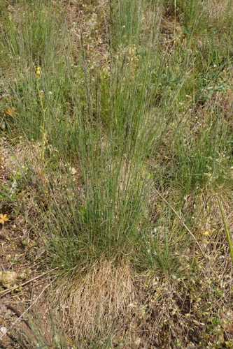 Image of Festuca rupicola by (c) Patrick Hacker, some rights reserved (CC BY)