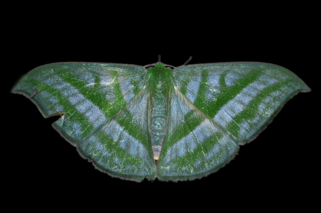 Mixochlora
