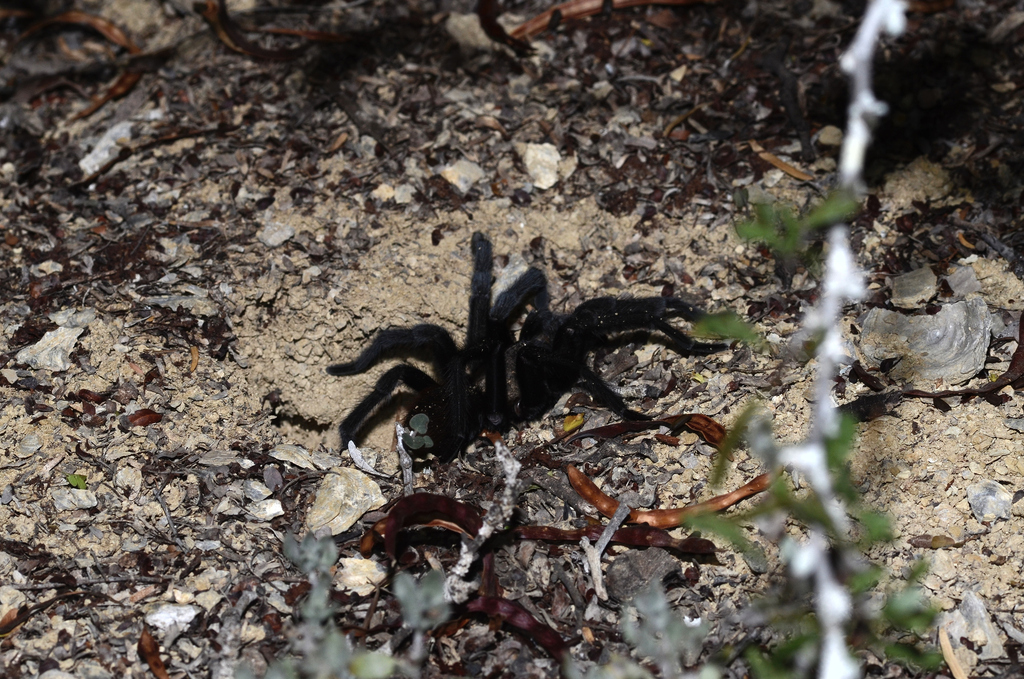 Texas Tan Tarantula from Zapata County, TX, USA on May 18, 2024 at 10: ...