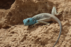 Pseudotrapelus sinaitus