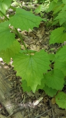 Alliaria petiolata