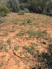 Chlorogalum grandiflorum
