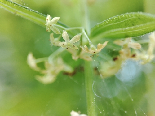 Cruciata glabra (Cruciata glabra)