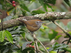 Pheugopedius maculipectus