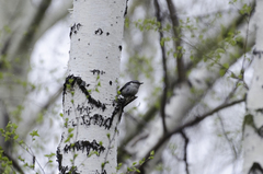 Sitta europaea asiatica