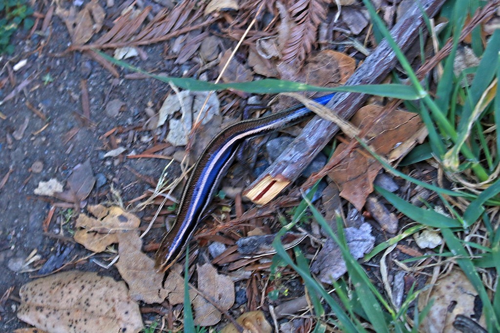 Western Skink From Walden West Center Science,15555 Sanborn Rd 