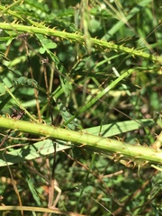 Mimosa hystricina