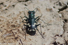 Cicindela willistoni